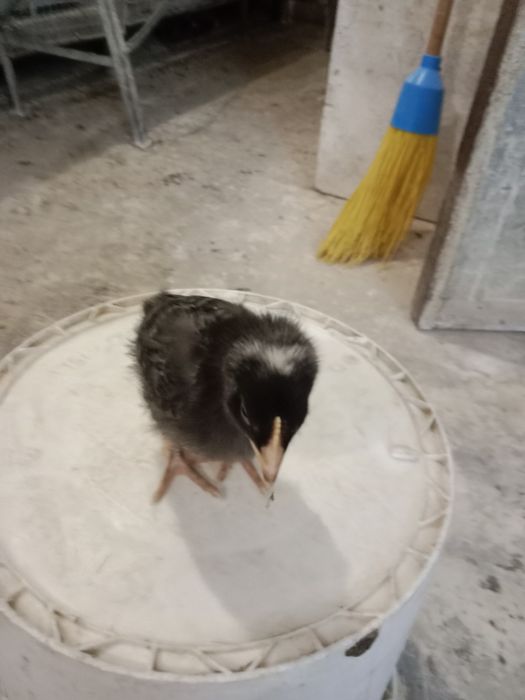 Продам курчат мясояічні породи