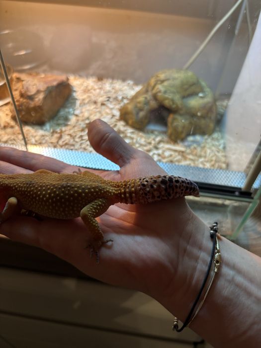 Gekon lamparci wraz z terrarium komplet akwarium