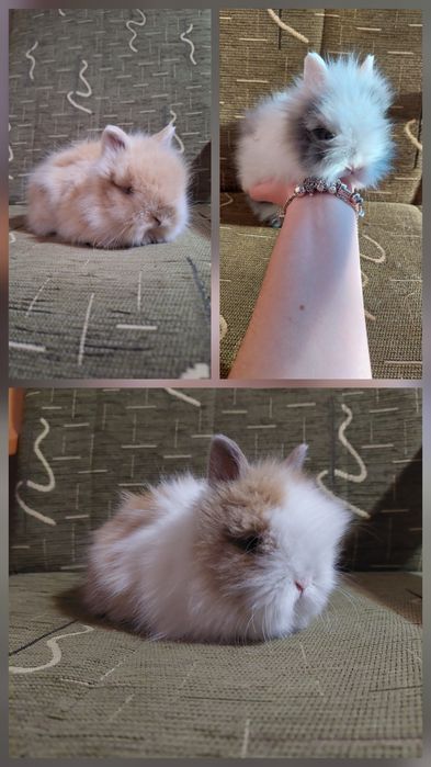 Króliczki Karzełki Teddy