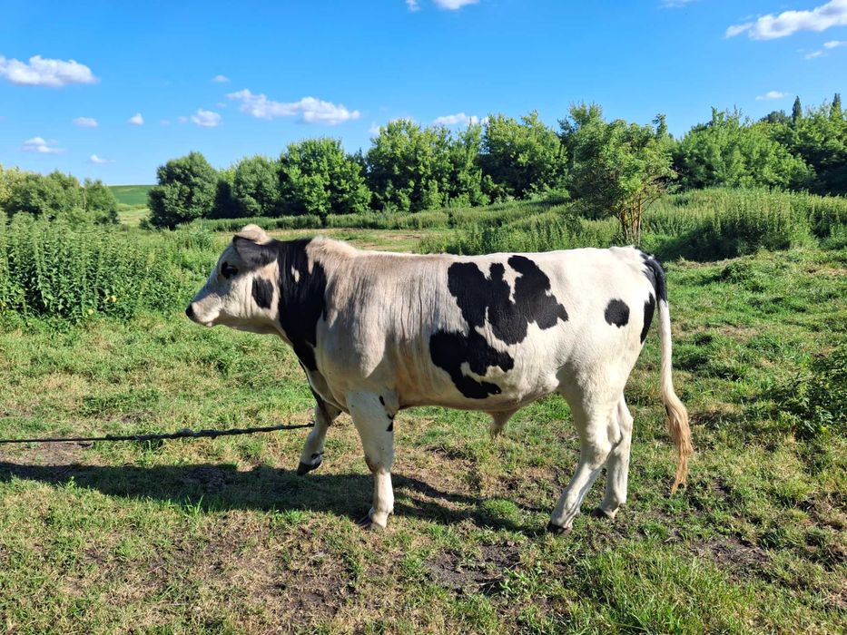 Продам бичка 06.12.25