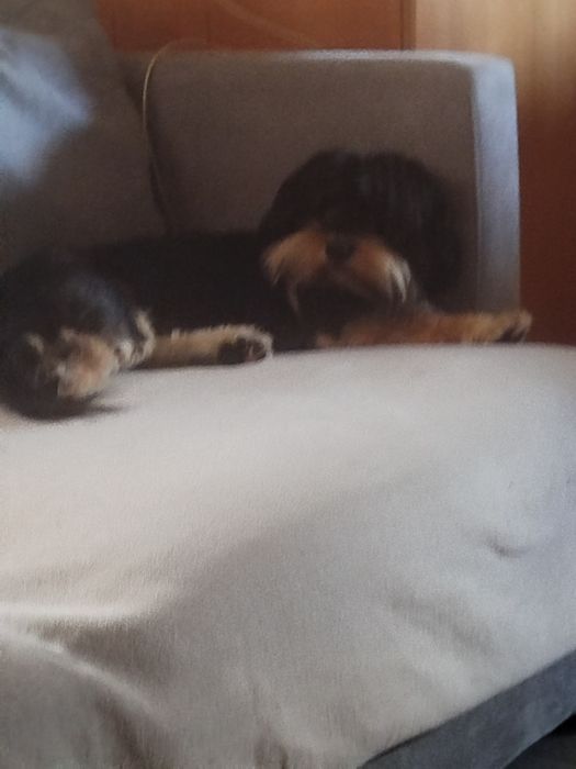 Shih tzu lindíssimo