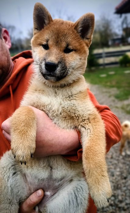Likusia Dziewczynka shiba inu FCI po championie Polski