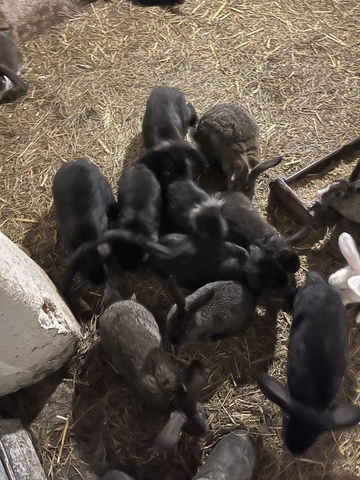 Sprzedam kroliki likwidacja hodowli