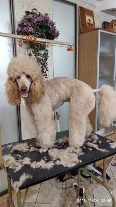 Вязка королівский пудель абрикос