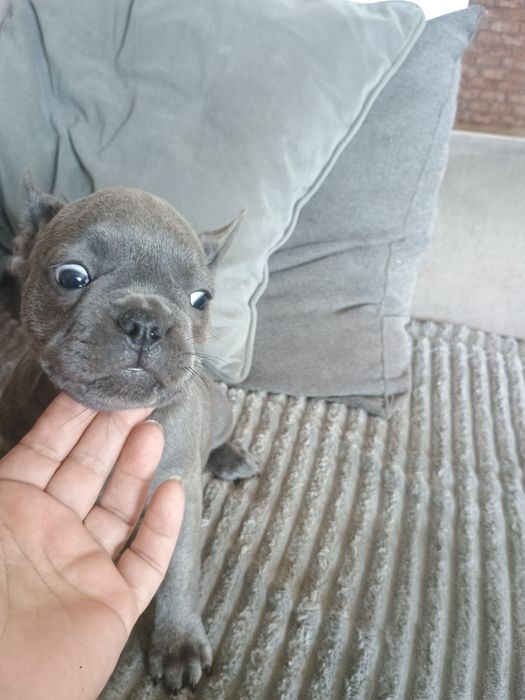 Buldog francuski dziewczynka