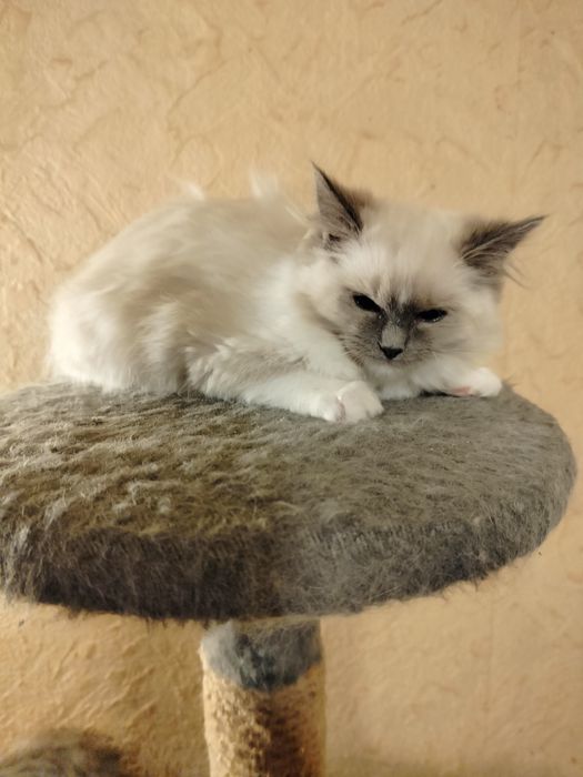 Ragdoll kotka z rodowodem FPL