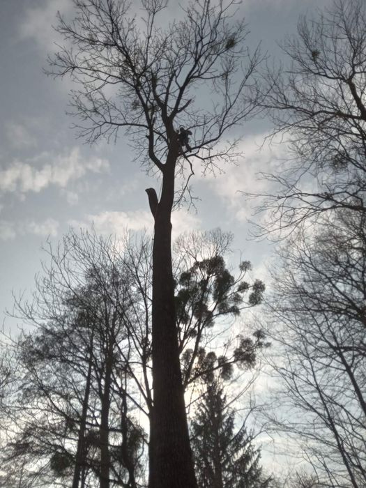 Зрізати аварійне дерево