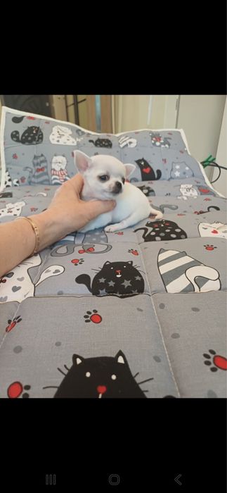 Мальчик чихаухуа