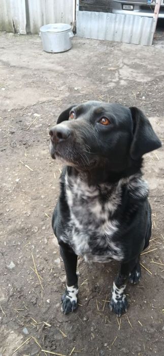 Собака в добрые руки, метис ротвейлера, 7 лет