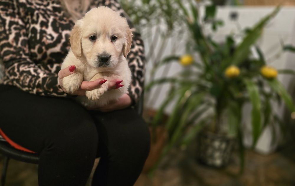 Golden retriever szczeniak