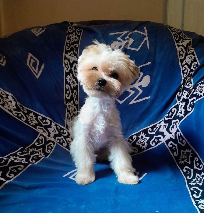 Golddust Yorkshire Terrier suczka
