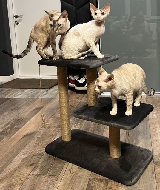 Когтеточка трехярусная