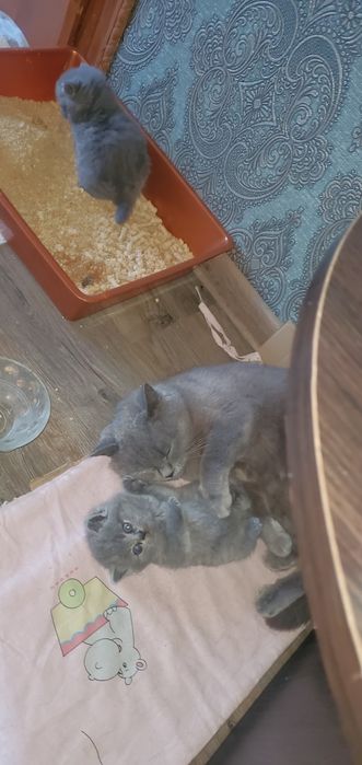 Шотландські кошенята котик кішка