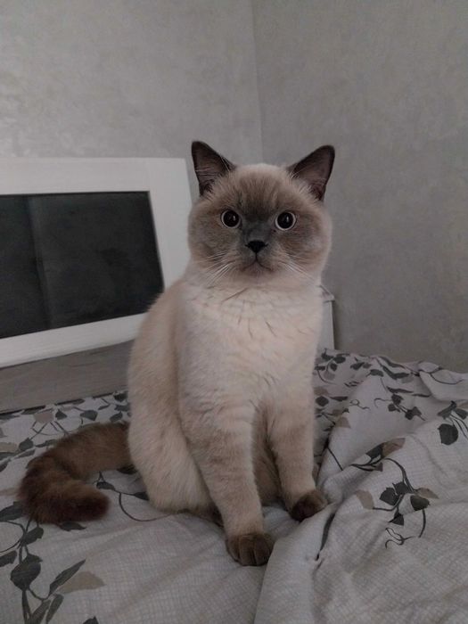 Котик шукає кішечку