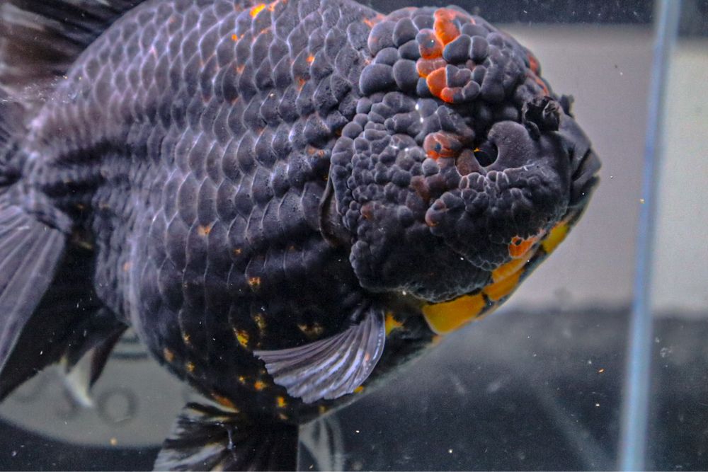 Oranda Black Tiger Jumbo RARIDADE