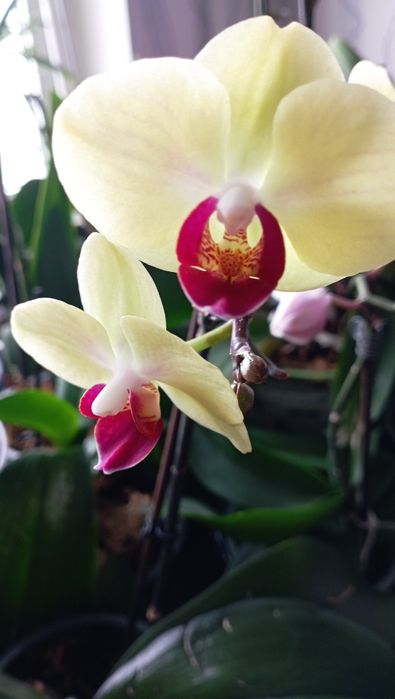 Орхідеї Фалінопсис Сурф Сонг, Мірафлор, Мікі Гейша