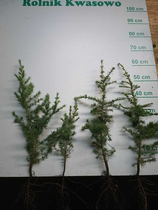 Cedr libani / himalajski 30 cm 60 cm