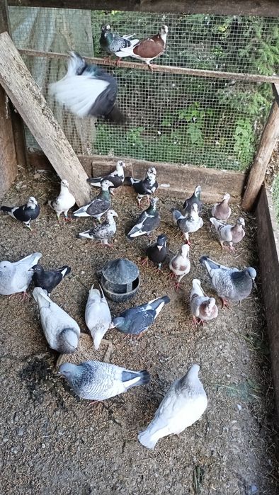 Staropolskie  młode i starsze