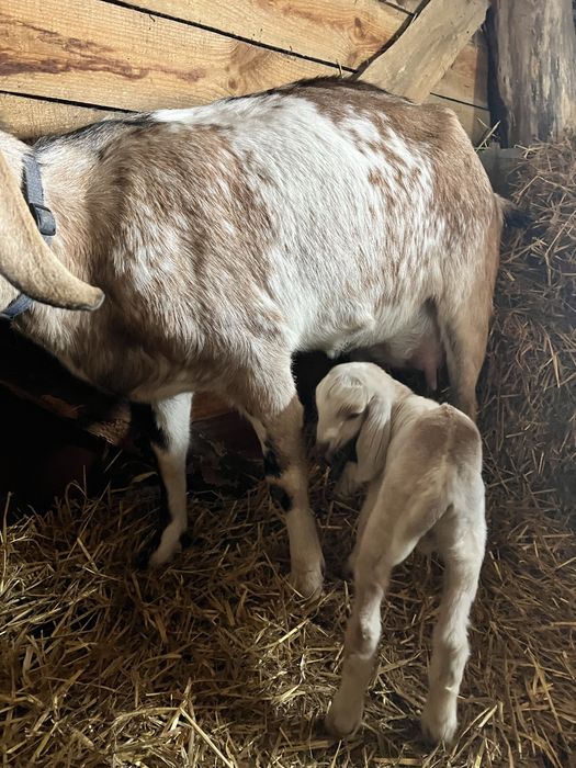 Козлик цапик на племʼя, англо-нубійський козел