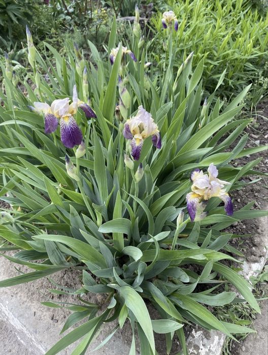 Півники іриси квіти