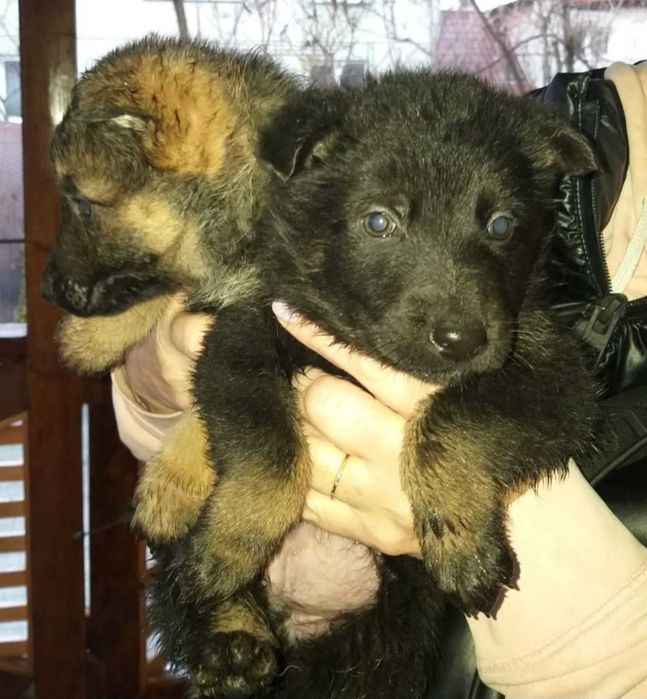 цуценята німецької вівчарки