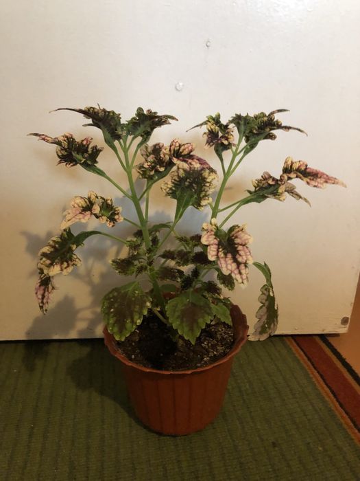 Комнатный цветок - колеус