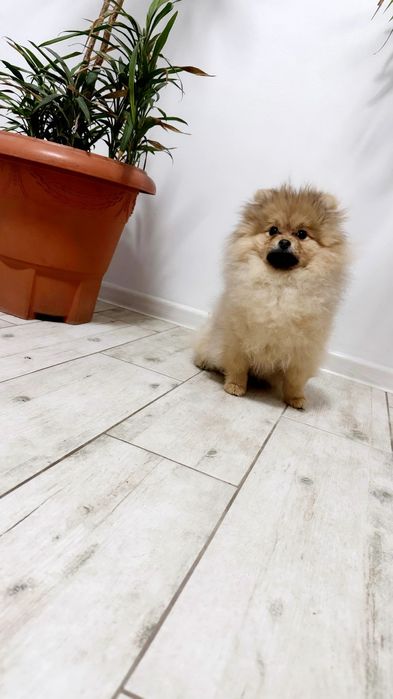 Дівчинка померанський шпіц