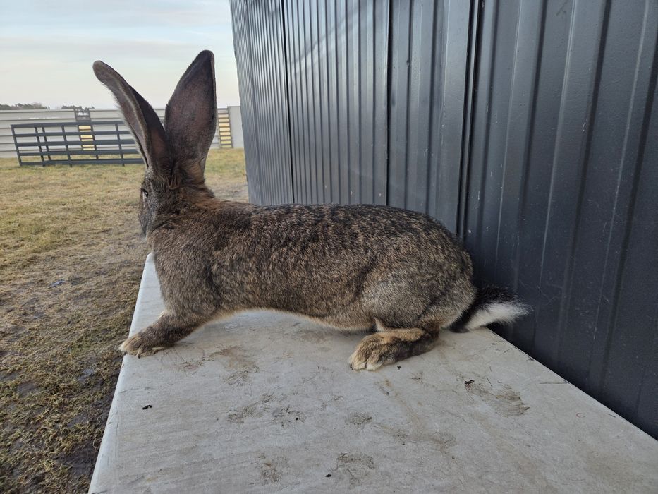 Olbrzym belgijski szary