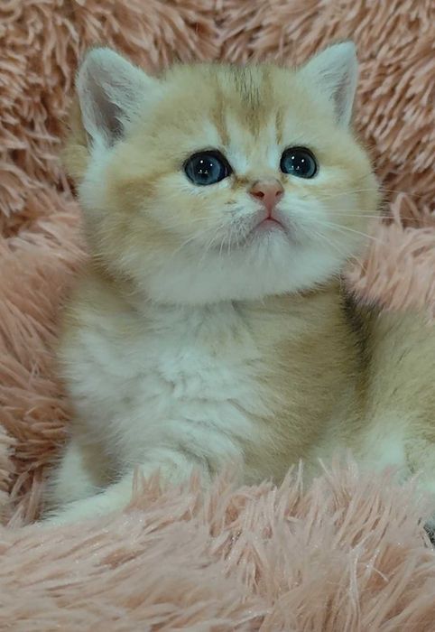 Gatinho Scottish Straight Golden