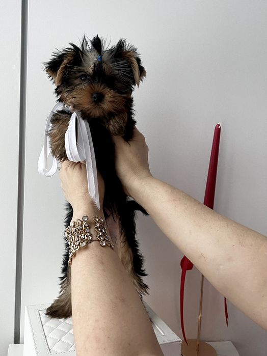 VIP Йорки  — Маленькі щастячка готові до переїзду