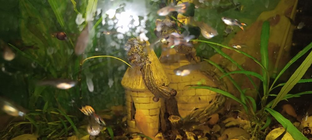 Рибки акваріумні Гупі