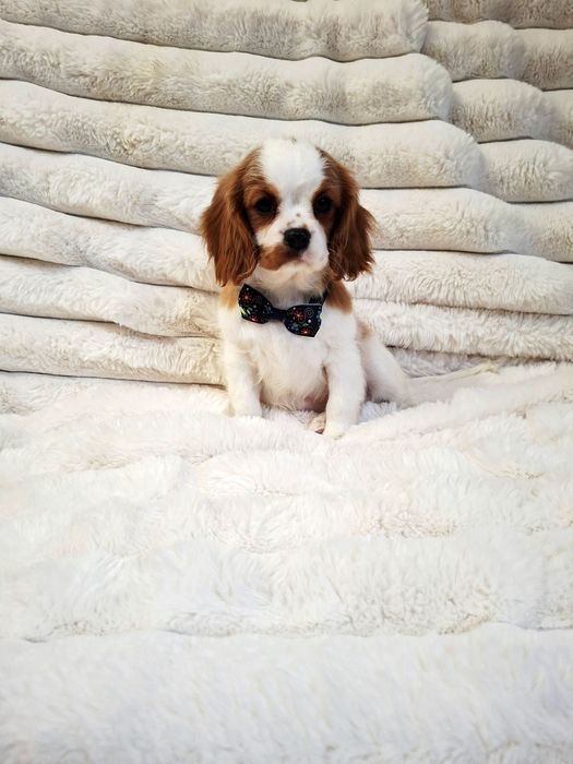 Cavalier King Charles Spaniel
