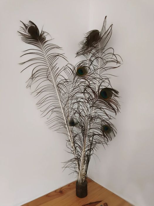 Decorativo novo com penas pavao