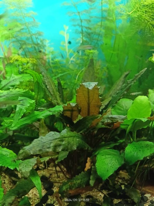 Rośliny akwariowe cryptokoryna zwartka brązowa