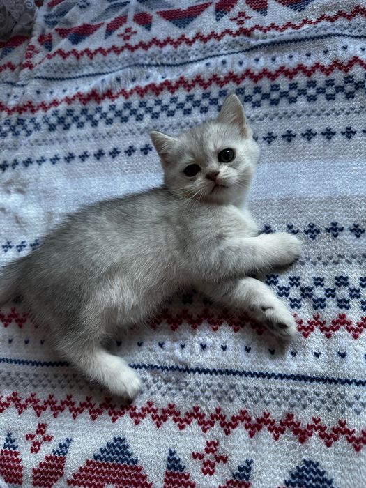 Шотландські кошенята скотіш фолд срібна шиншила