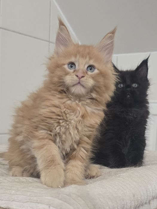 Zjawiskowy rudy kocurek Maine Coon