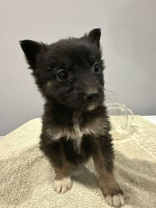 Малюки шукають дім