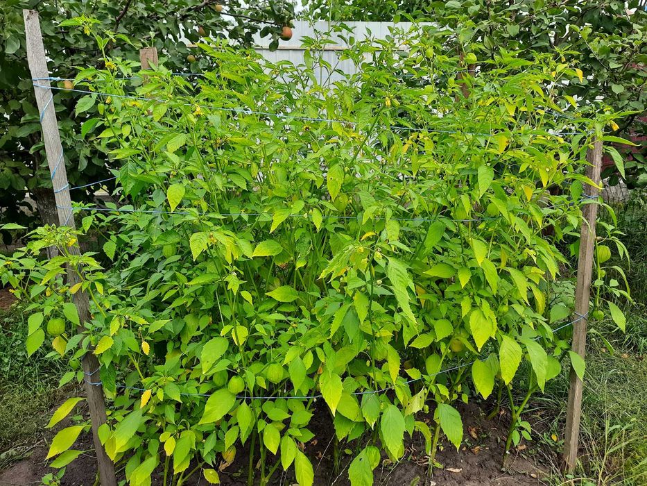 Насіння фізаліса овочевого крупноплідного.