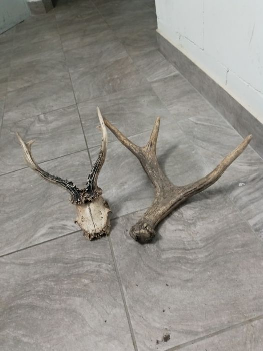 Sprzedam dwa poroża