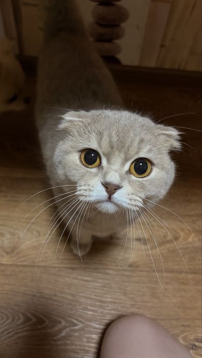 Отдам кошку в хорошие руки