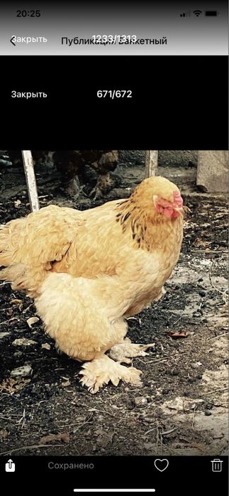 Инкубационные яйца курей породы Брама