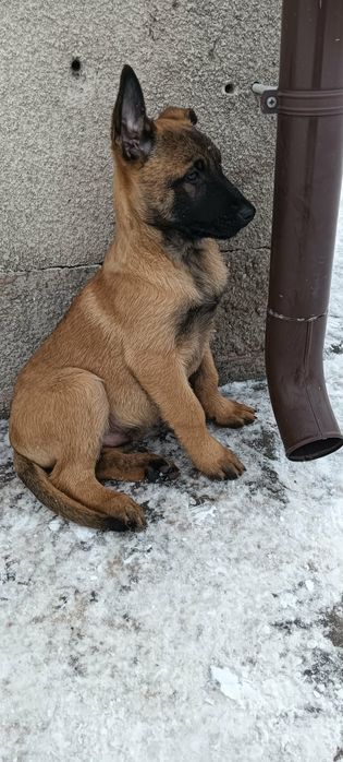 Owczarki Belgijskie Malinois