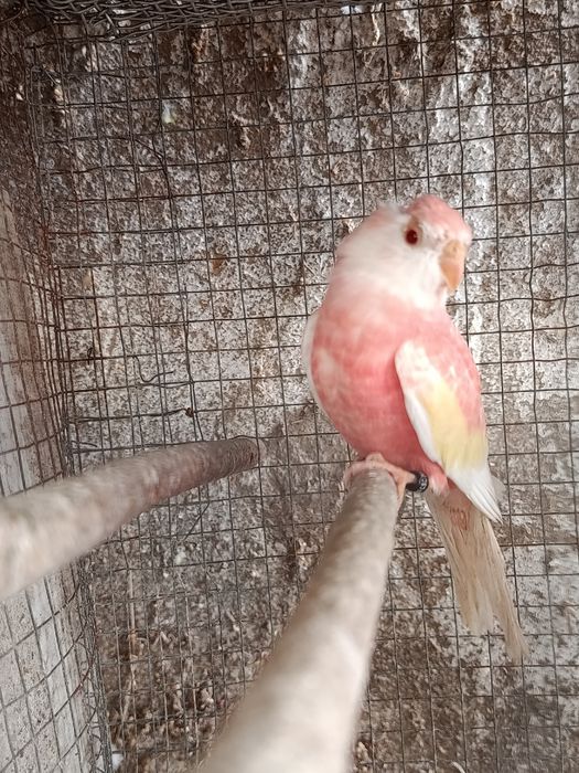 Um casal de Forpus, Bourkes, Kakarikis, Forpus