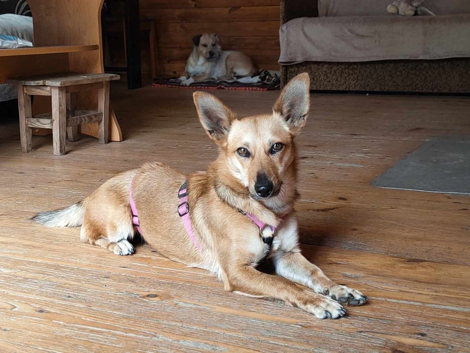 Mali szuka kochającego domu