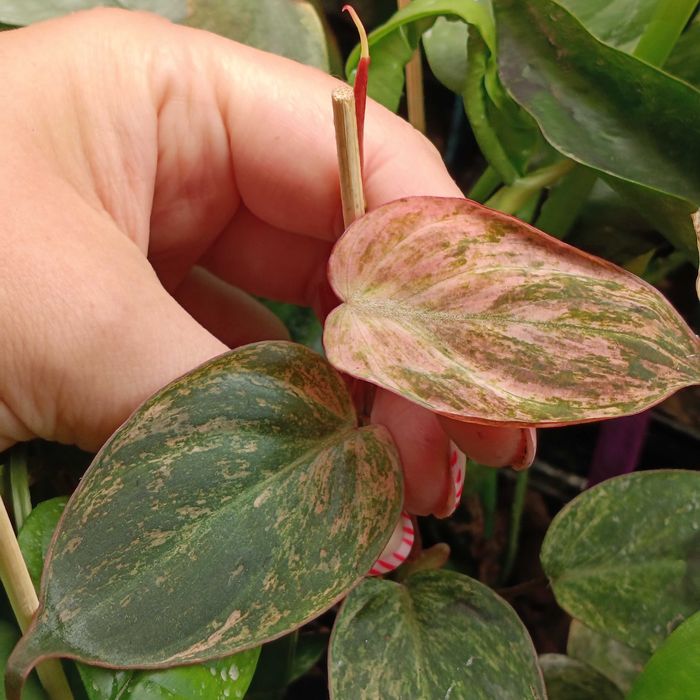 philodendron miscant variegata-ciety szczyt