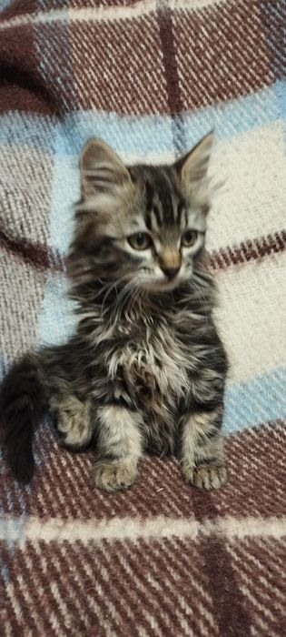Кошечки Котики Комочки щастья