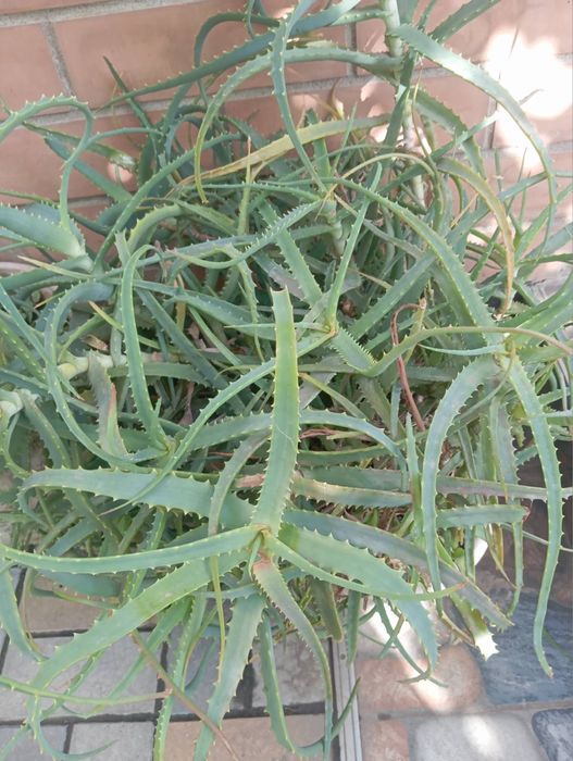 Вазони/кімнатні рослини