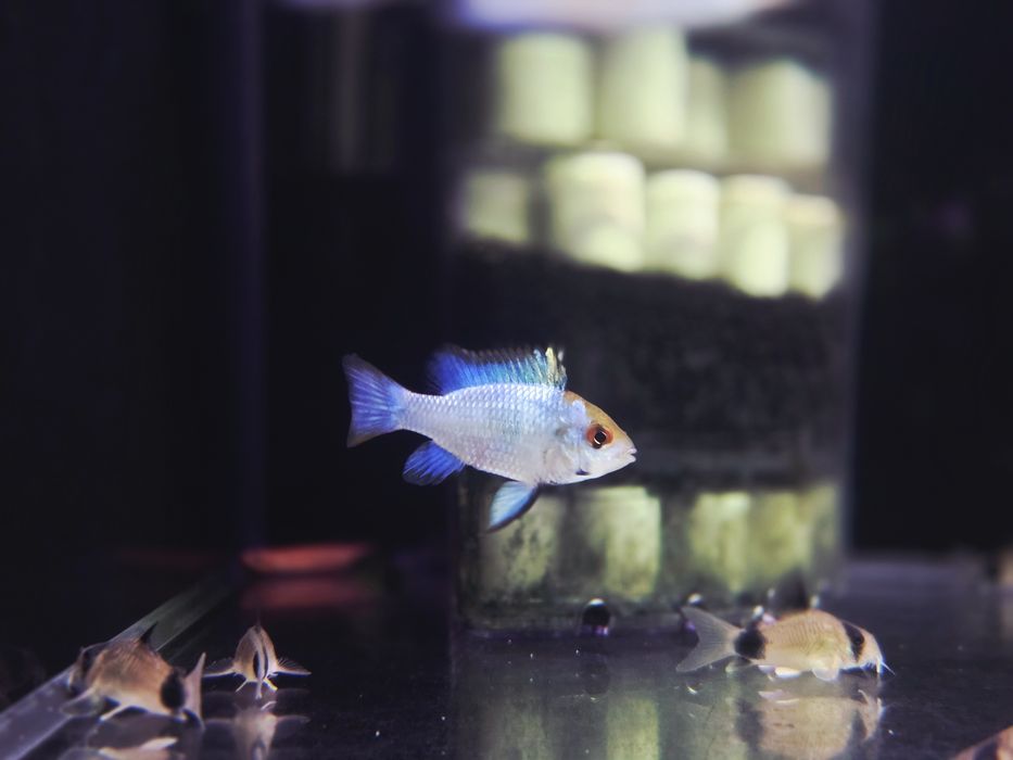 Pielęgniczka ramireza electric blue Ramirezy hodowane na zwykłej wodzie kranowej (temp 28 stopni, pH 6,5-6,8)

Pielęgniczki ramireza dorastają do okoł
