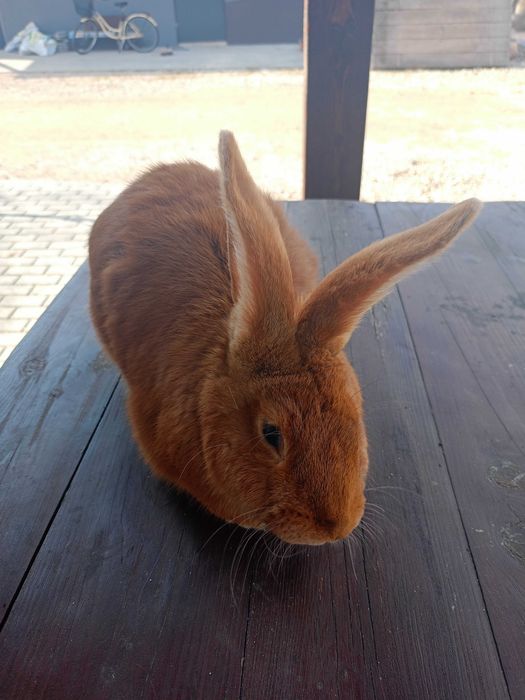Króliki własnego chowu