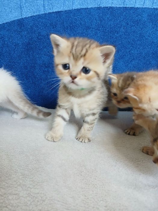 Шотландські кошенята. Відкрито бронювання